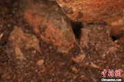 梦见卖药江西发现蜘蛛新物种 为研究呵叻蛛属适应区域提供依据