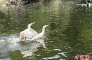 梦见卖药吉林：罕见白鸬鹚连续两年“故地重游”