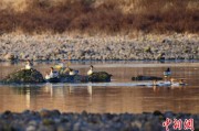 梦见卖药歙县完成安徽首个县域生物多样性调查 共记录物种近4千种