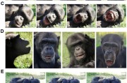 梦见卖药国际最新研究：机器人“打哈欠” 黑猩猩被传染